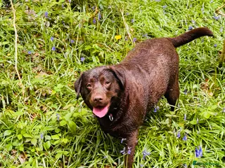 Labrador Retriever dogs Chunky Labrador puppies - Advert 3