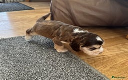 Cocker Spaniel dogs for sale: Beautiful sable puppies - Image 10