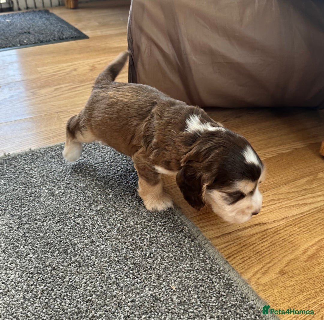 Cocker Spaniel dogs for sale: Beautiful sable puppies - Image 10