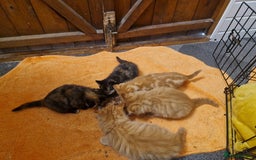 Mixed Breed cats for sale: Beautiful kittens - Image 17