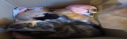 Mixed Breed cats for sale: Beautiful family kittens - Advert 2