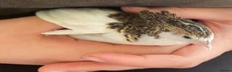 Quail poultry for sale: Chinese Painted/Button Quail Eggs for Sale - Advert 6