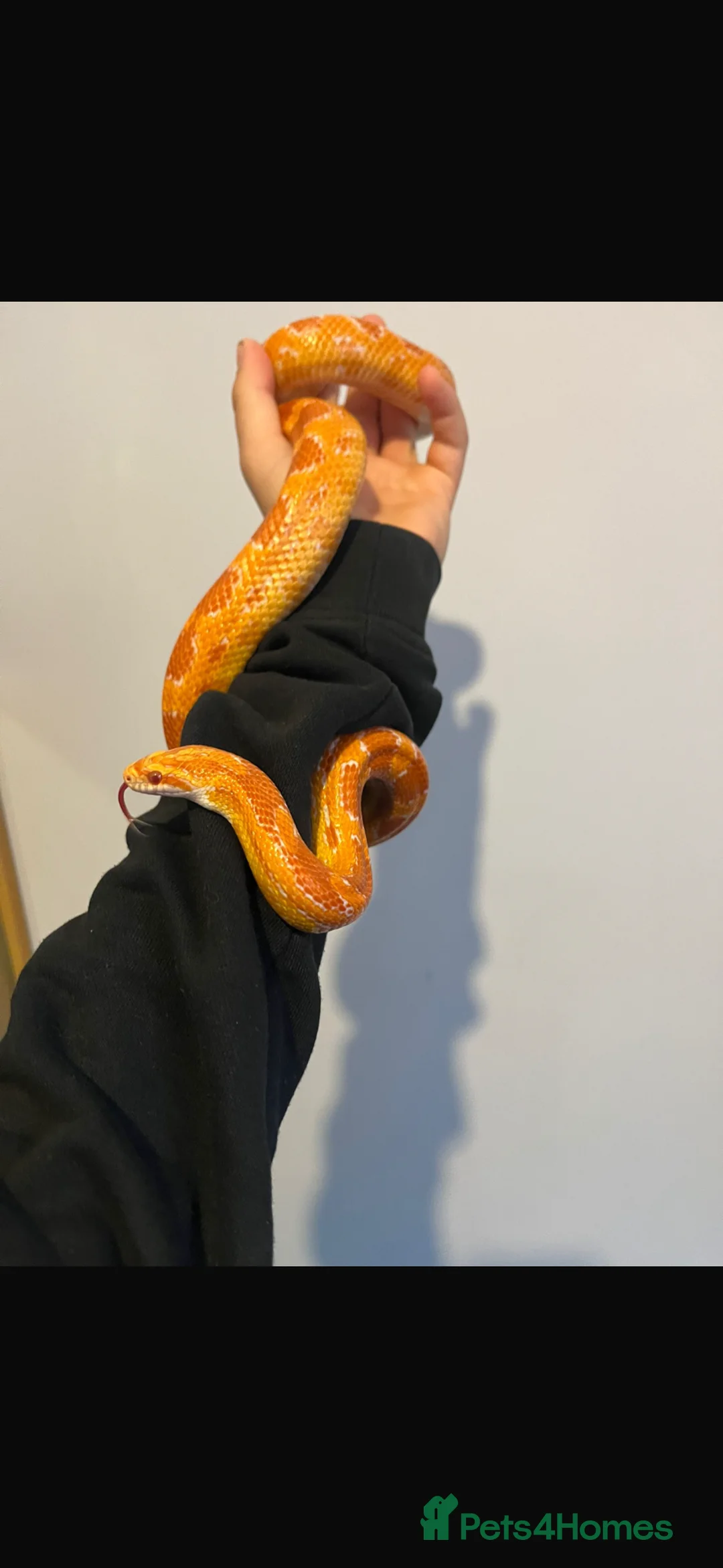 Corn Snake reptiles for sale: Lovely friendly corn snake  - Advert 2