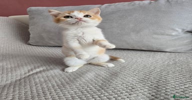 Scottish Fold cats - Advert 1