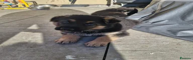 German Shepherd Puppy 2