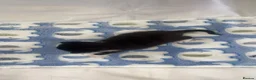 Mixed Breed cats for sale: 2 kittens left. BSH and Maine coon mix - Advert 3