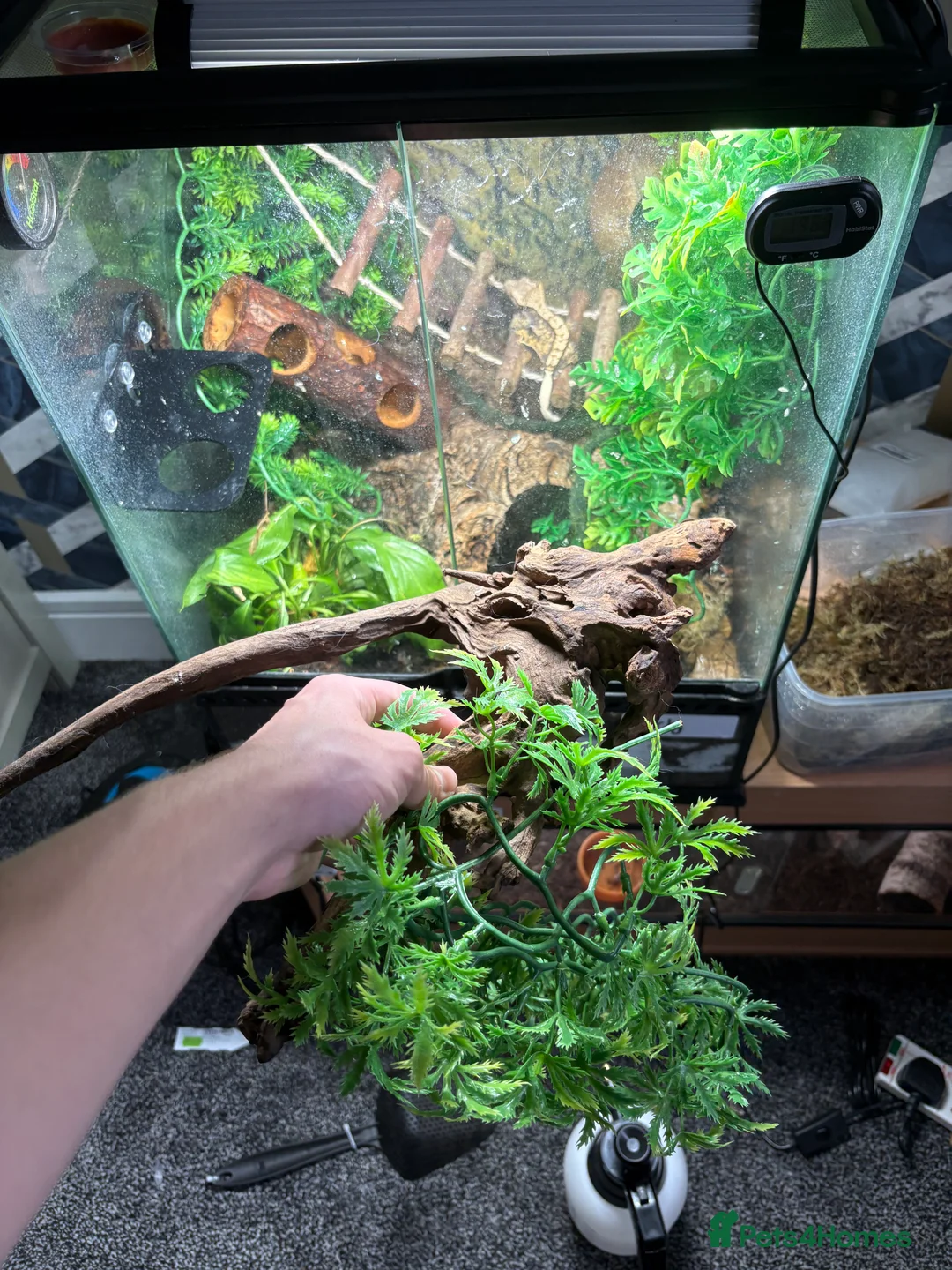Gecko reptiles for sale: Crested gecko Harley Quinn  - Advert 11