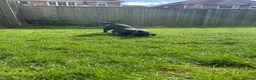American Bully dogs for sale: Pocket bully  in Sunderland - Advert 3