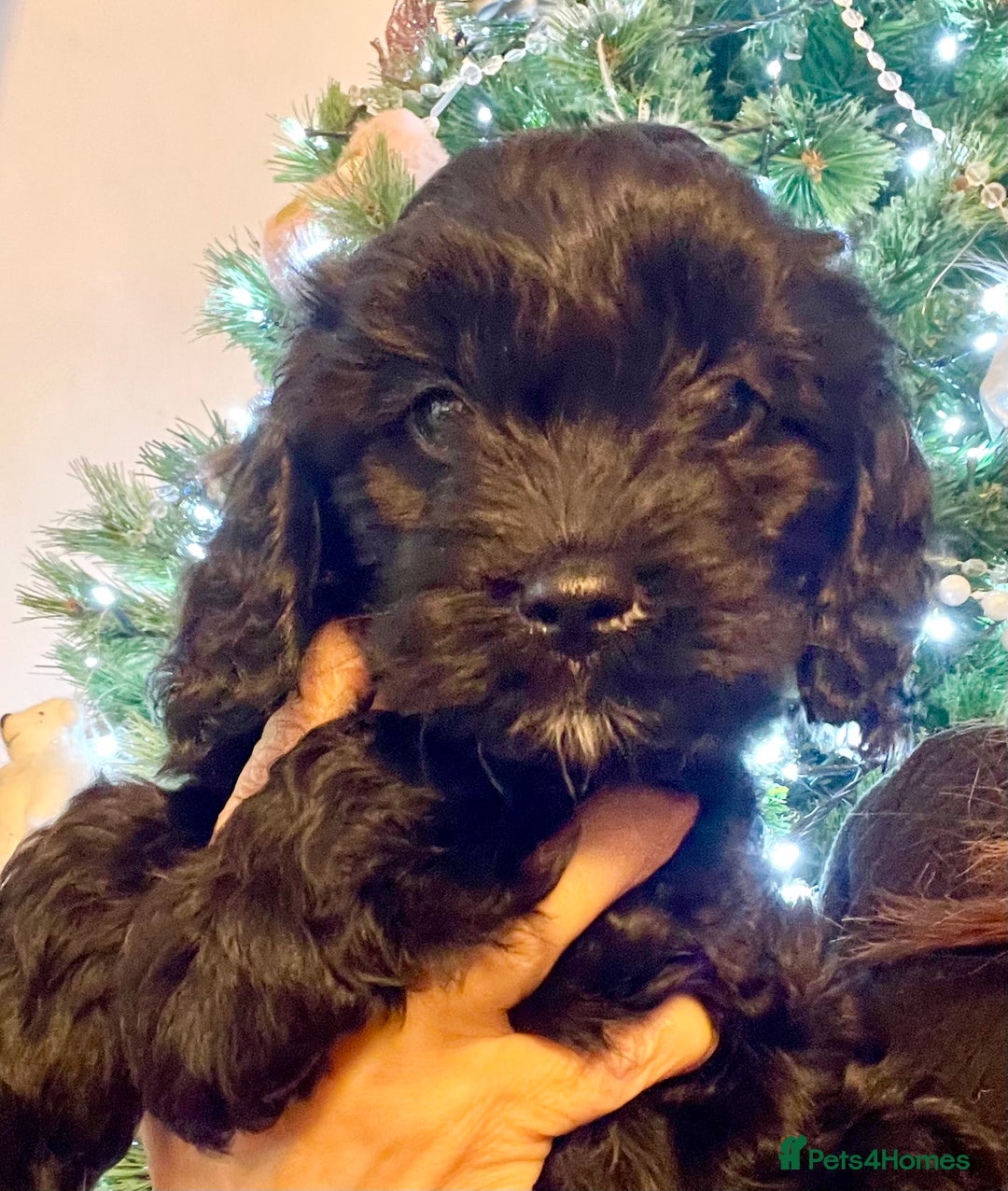 Cavapoo dogs for sale: F1 Cavapoo - Advert 3