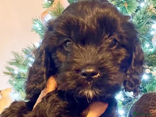 Cavapoo dogs F1 Cavapoo - Advert 14