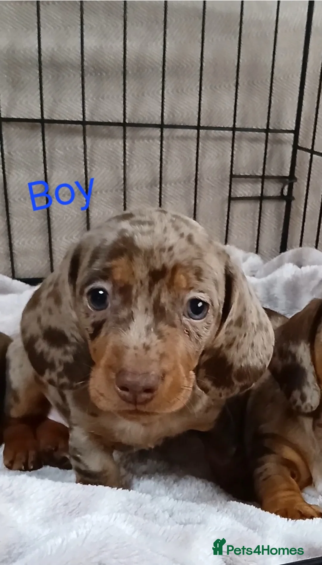 Miniature Dachshund dogs for sale: PRA, STUNNING MINIE'S READY NOW  - Advert 12