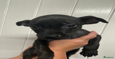 Staffordshire Bull Terrier dogs Staffies  - Advert 2