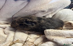 Guinea Pig rodents for sale: Beautiful baby male guinea pigs  - Image 2