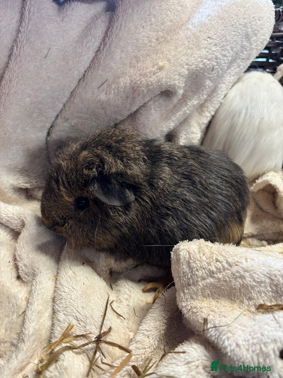 Guinea Pig rodents for sale: Beautiful baby male guinea pigs  - Image 2
