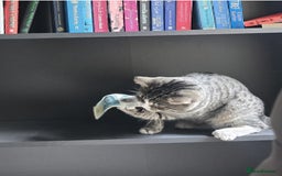 Mixed Breed cats for sale: 10 month old tabby kitten/cat  - Image 10