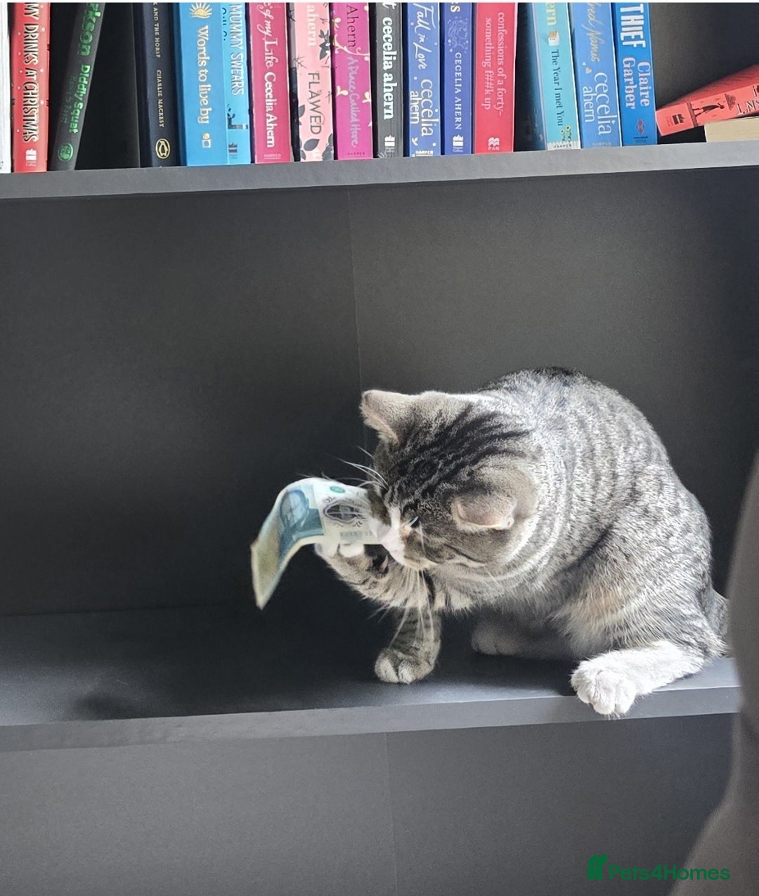 Mixed Breed cats for sale: 10 month old tabby kitten/cat  - Image 10