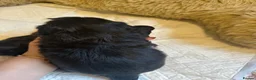 Shih Tzu dogs for sale: Pedigree Shih Tzu puppies - Advert 3
