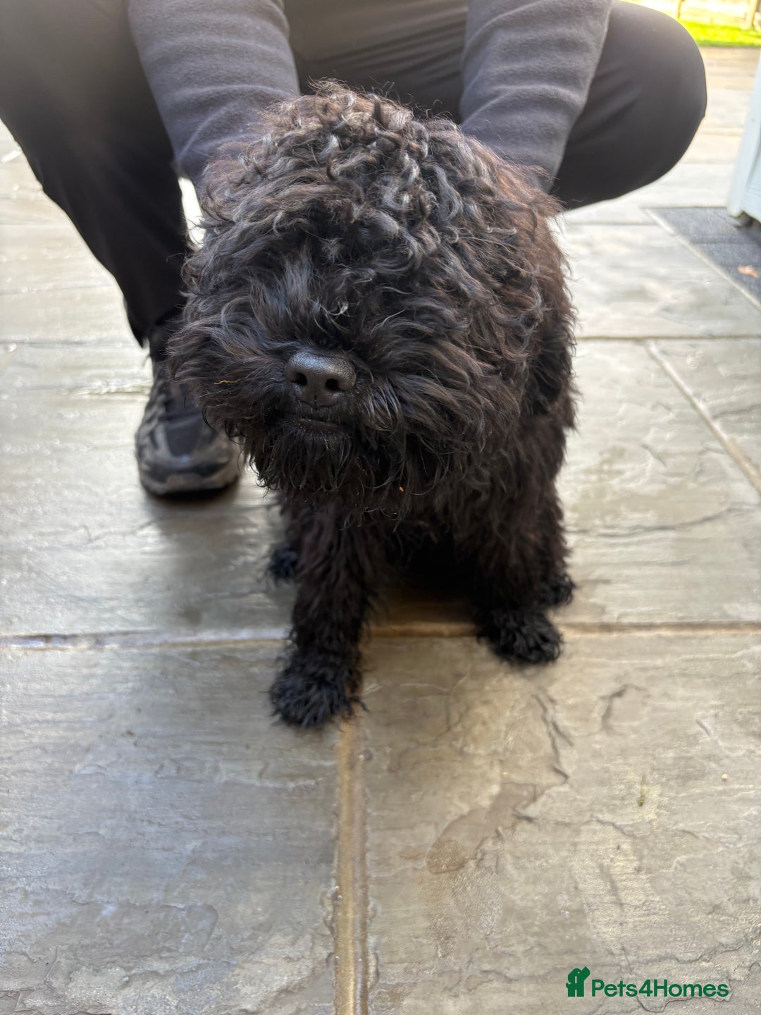 Cockapoo dogs for sale: One boy cockapoo - Advert 4