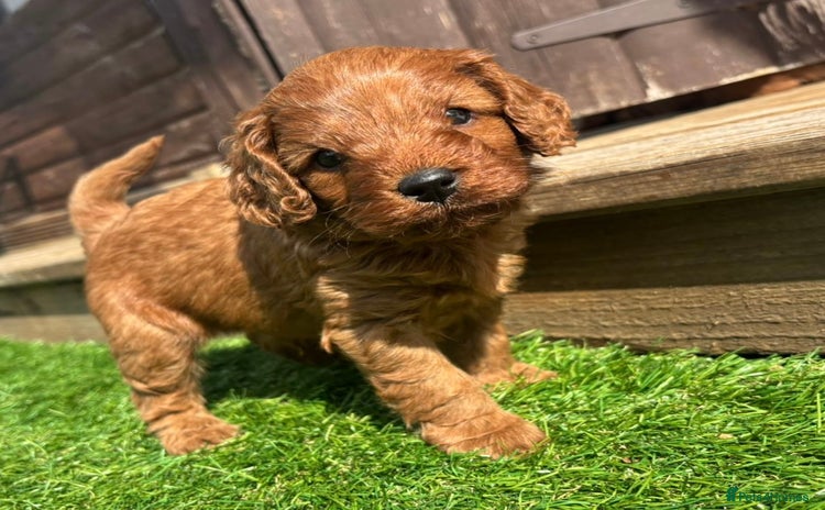 Cavapoo dogs - Advert 1