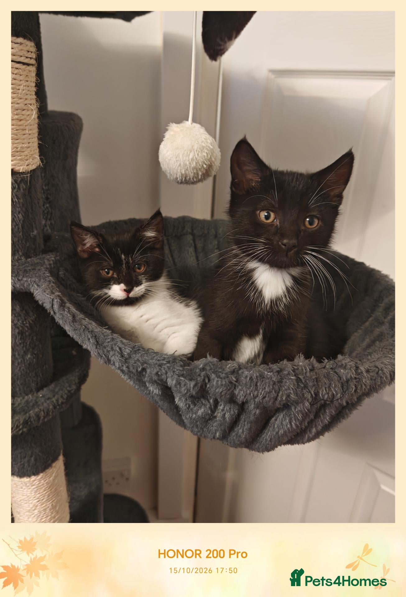 Mixed Breed cats Boy and girl - Advert 4