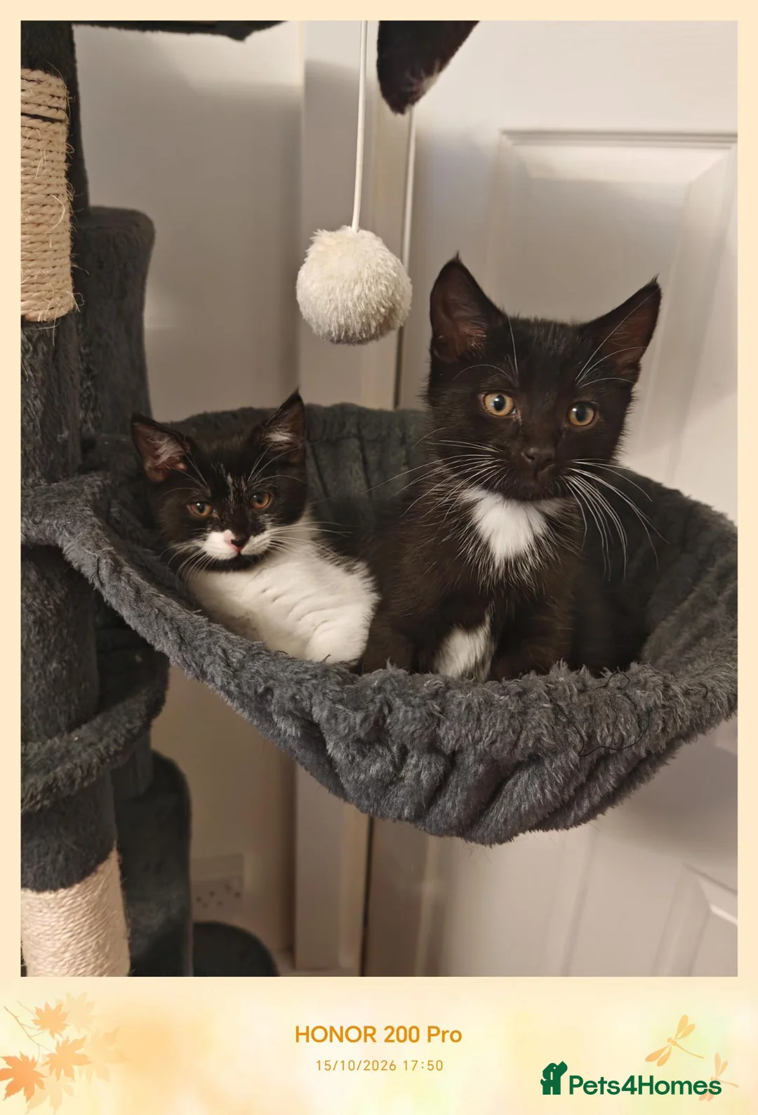 Mixed Breed cats for sale: Boy and girl - Advert 1