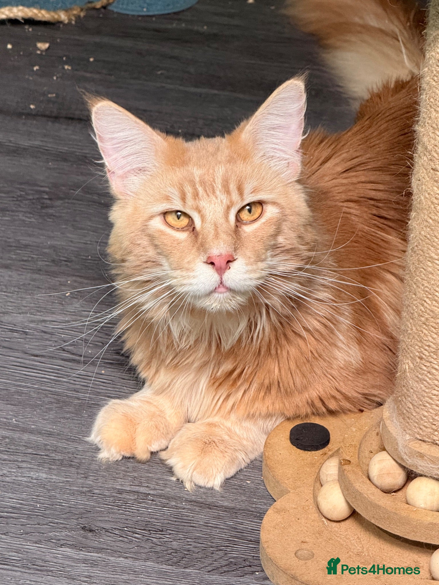 Maine Coon cats Proven XL Russian cream tabby for stud - Advert 6