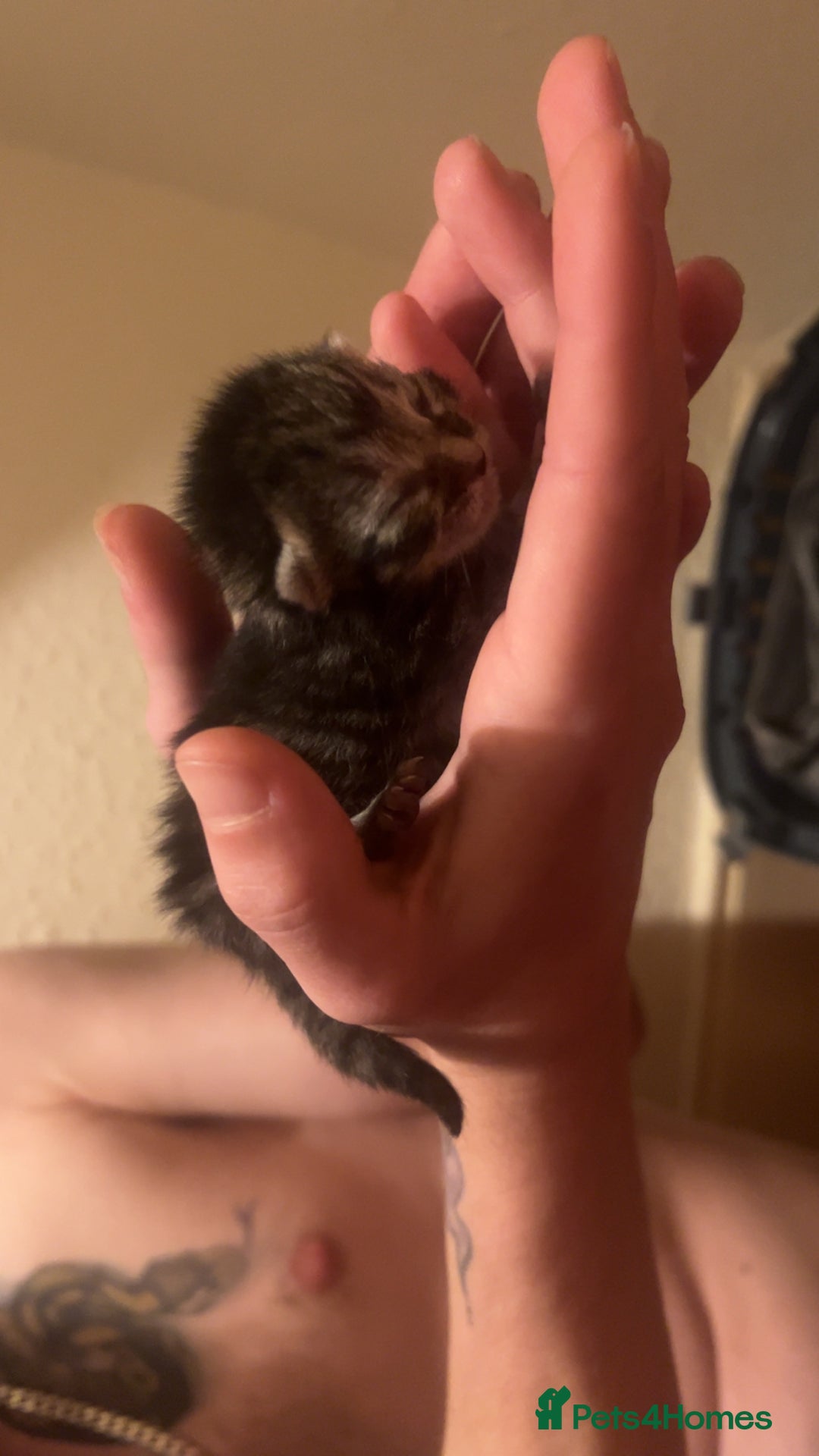 Mixed Breed cats for sale: Black Tabby kittens - Image 7