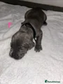 Cane Corso Puppy 10