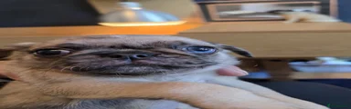Pug 3