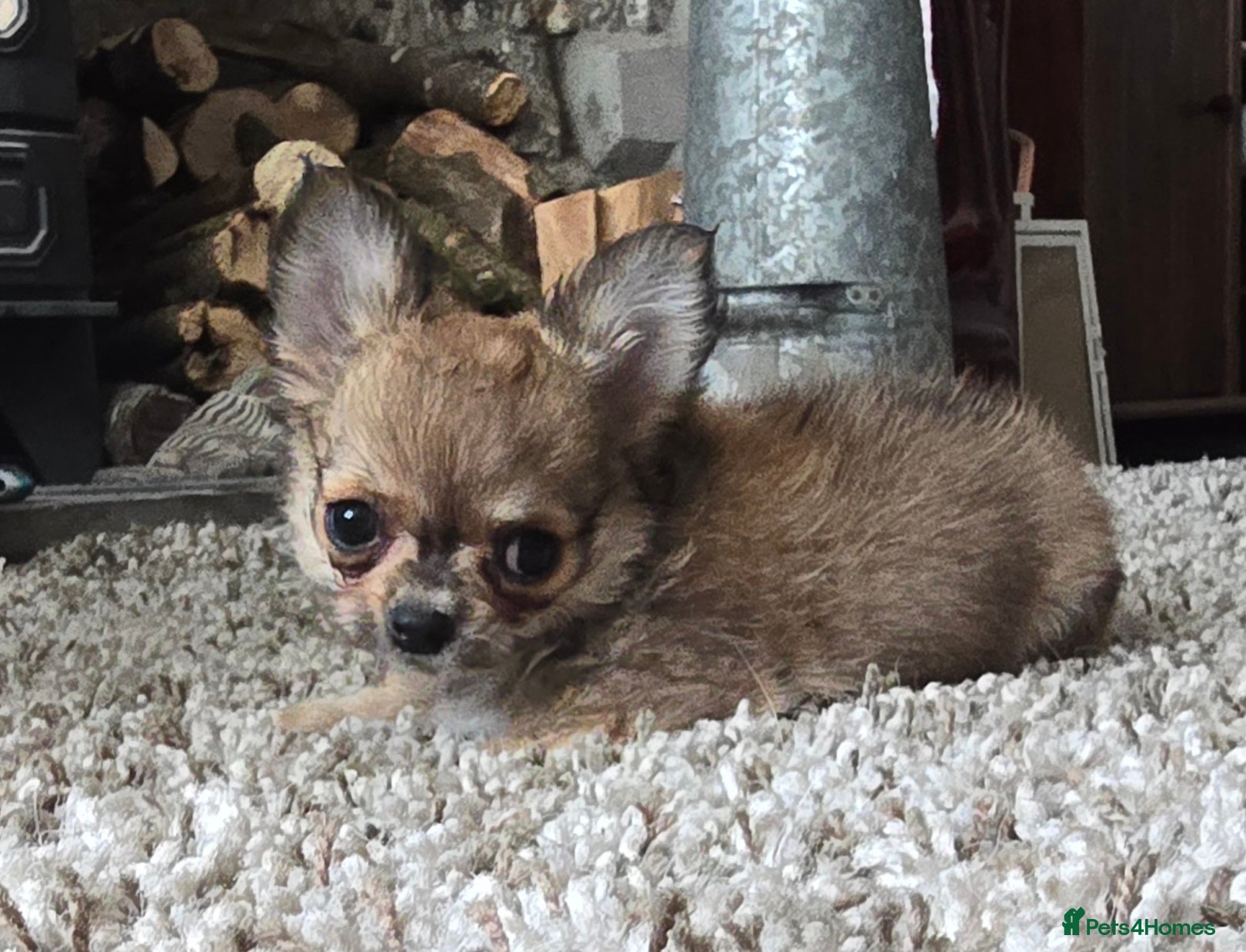 Chihuahua dogs KC Reg Chihuahua Pups, Champion lines. - Advert 2