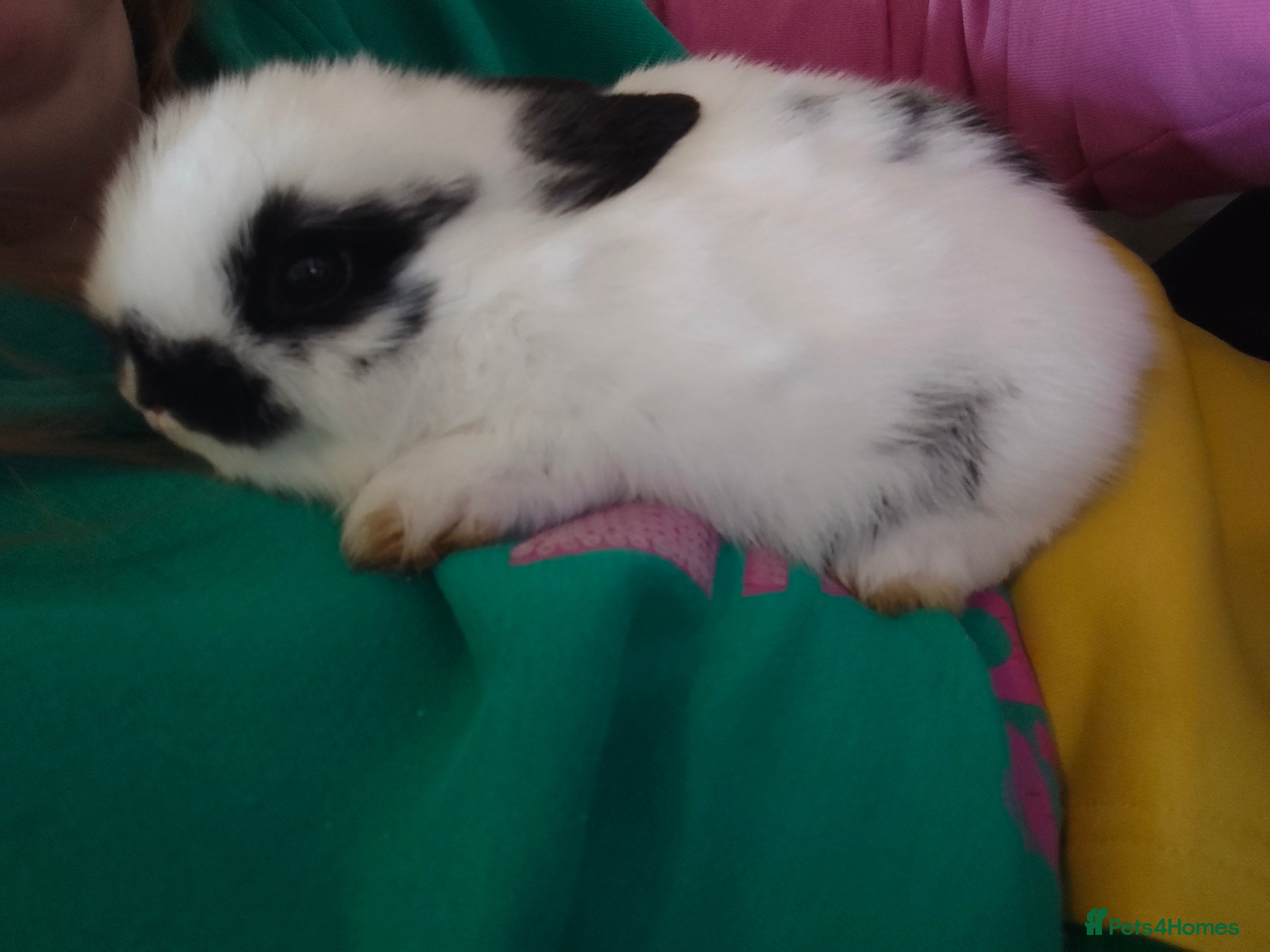 Mini Lop rabbits minilops  - Advert 7