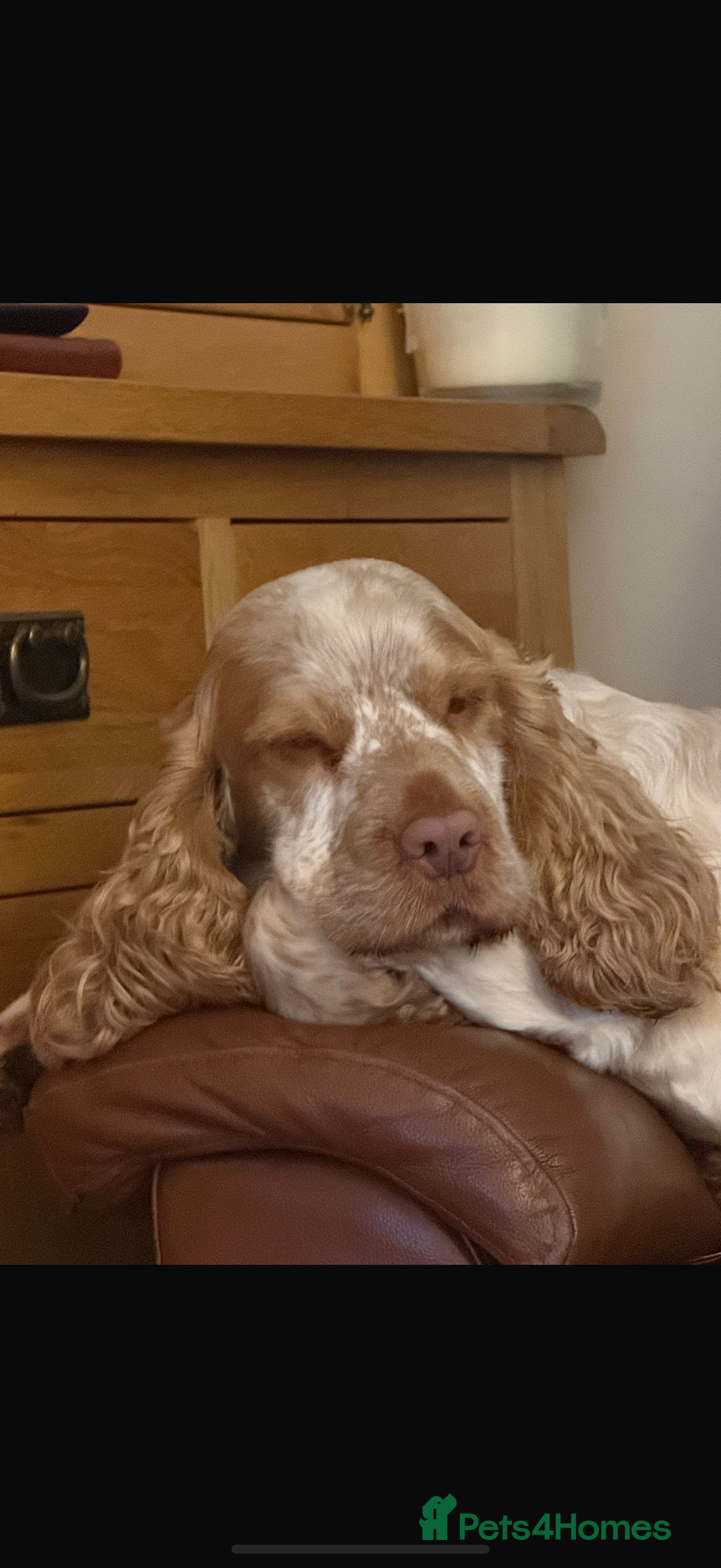 Cocker Spaniel dogs for sale: Gorgeous Show Type Cocker Spaniel Puppies  - Advert 3