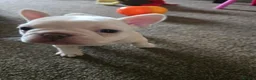 French Bulldog dogs for sale: French bulldog puppies  - Advert 10
