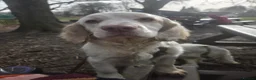 Clumber Spaniel dogs for sale: Working clumber spaniel girl  in Doncaster - Advert 1