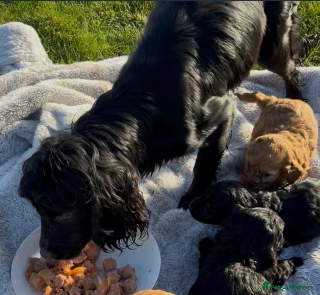 Cockapoo dogs Beautiful Cockapoo Girl Looking for Forever Home - Advert 1