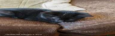 Mixed Breed Kitten 4