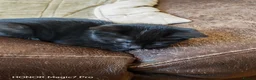 Mixed Breed cats for sale: Jet Black Kittens - Advert 2