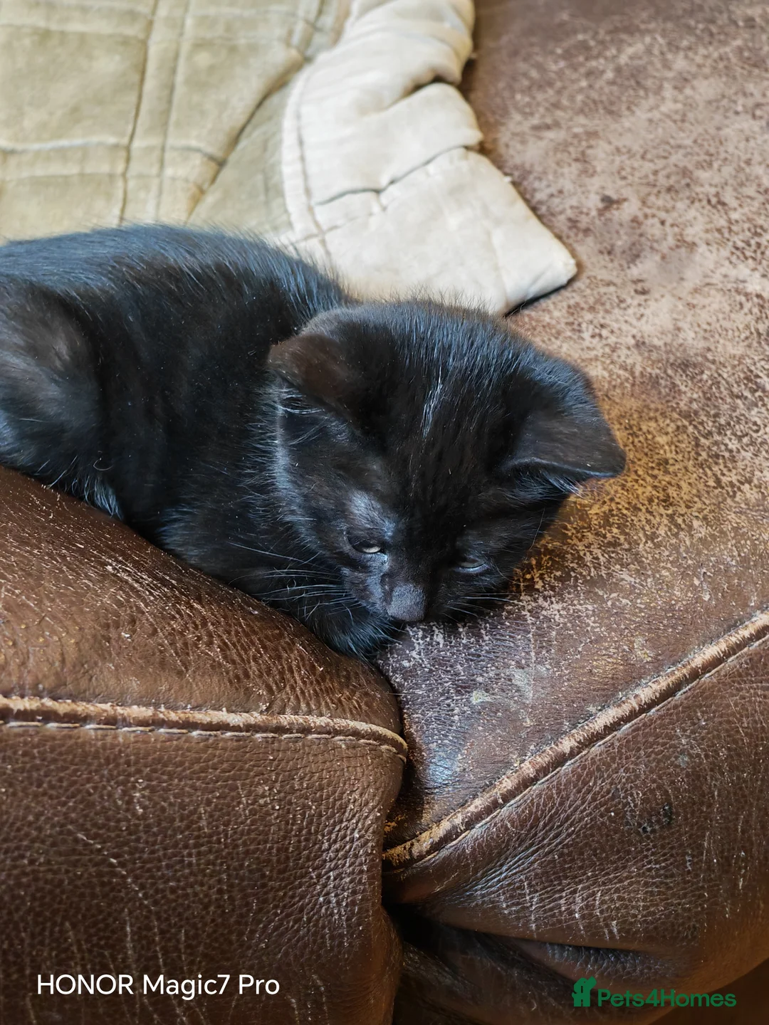 Mixed Breed cats for sale: Jet Black Kittens - Advert 2