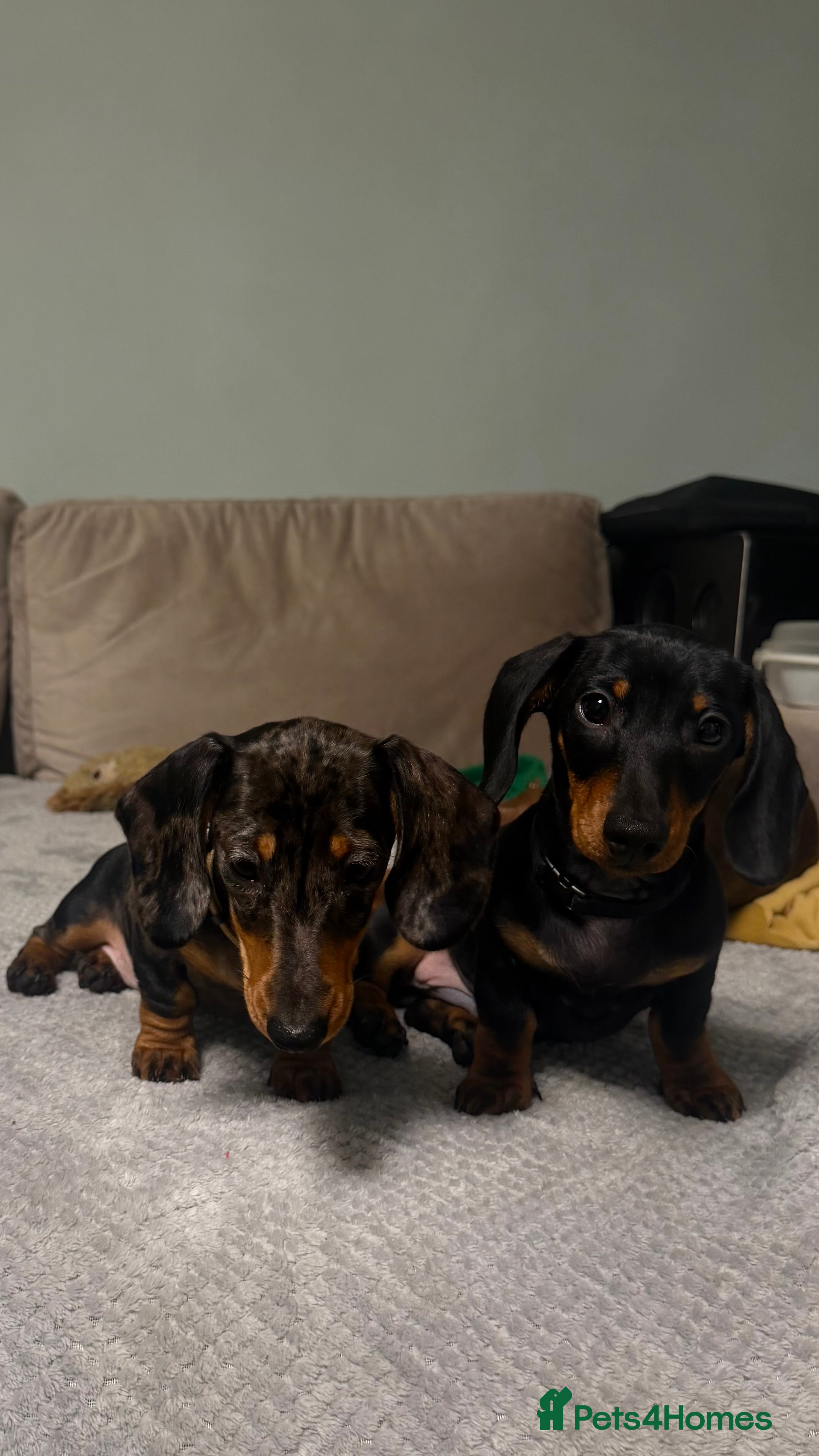 Miniature Dachshund dogs Last two KC PRA CLR Miniature dachshunds  - Advert 12