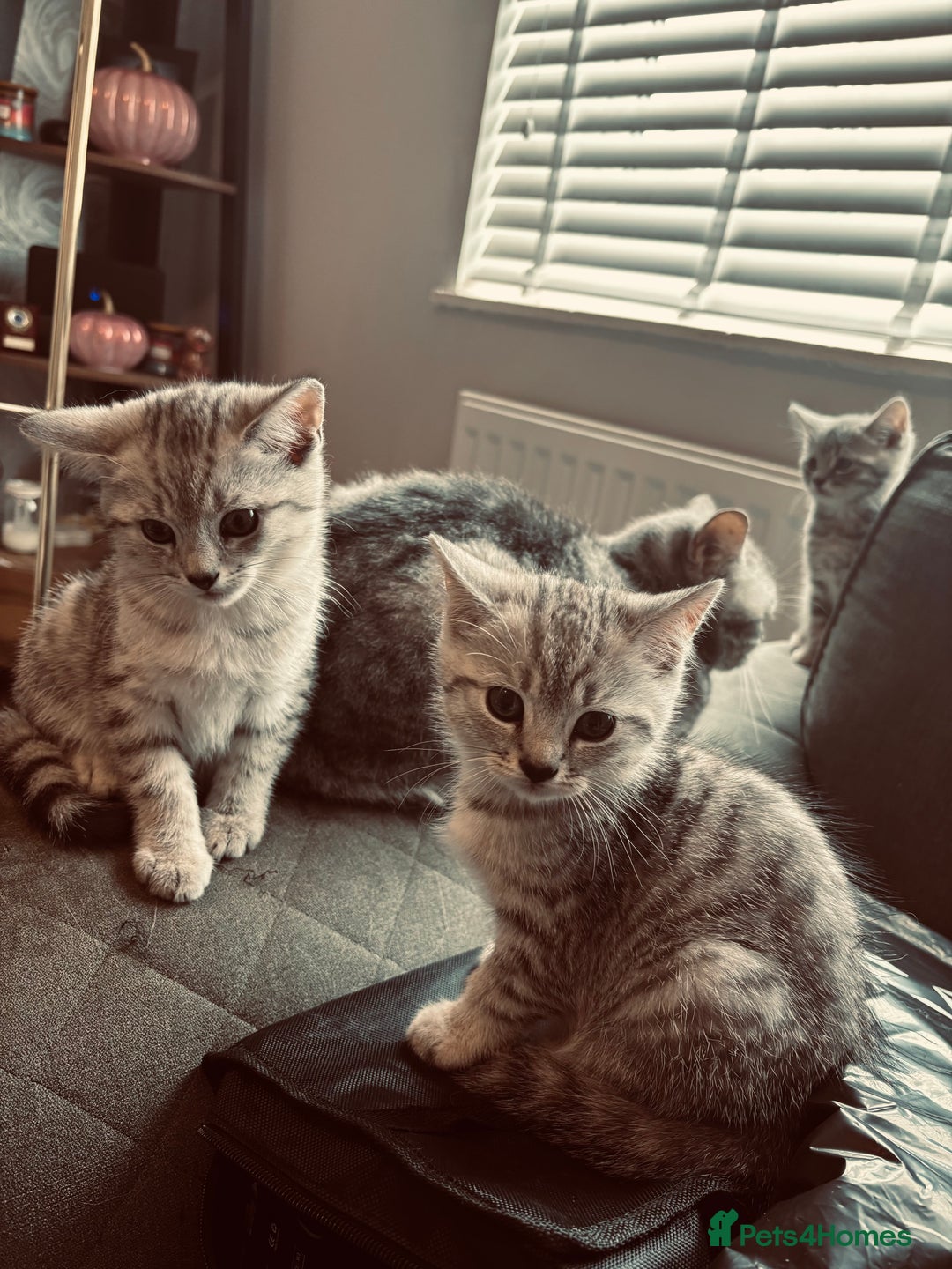 British Shorthair cats for sale: Silver tipped British Shorthair kittens  - Image 3