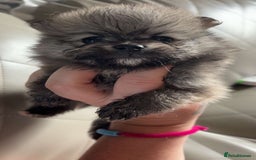 Pomeranian dogs for sale: Pomeranian  - Image 9