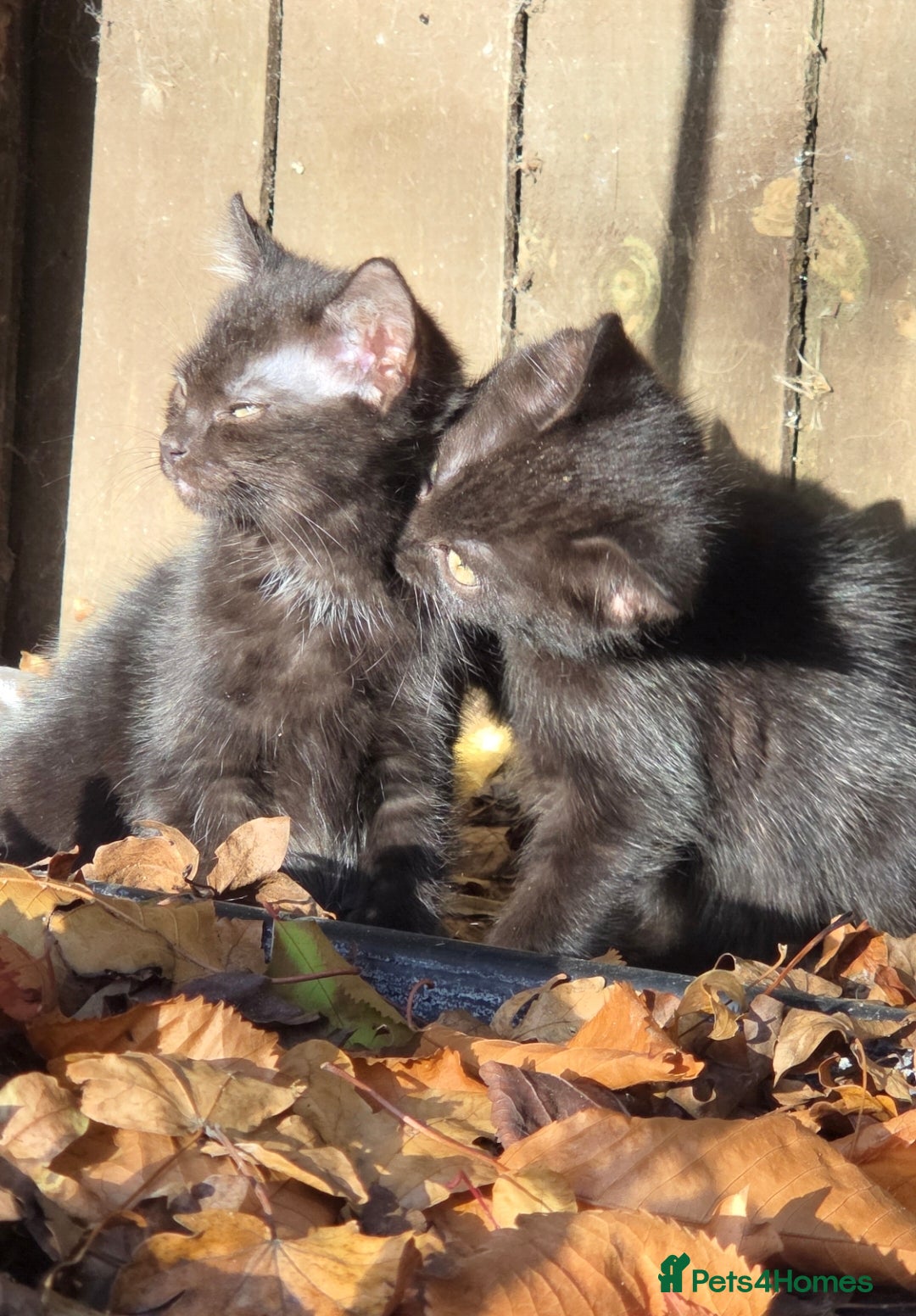 Mixed Breed cats for sale: Two beautiful boys wanting a loving home  - Advert 6
