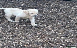 Labrador Retriever dogs for sale:  labrador retriever pups - Image 39