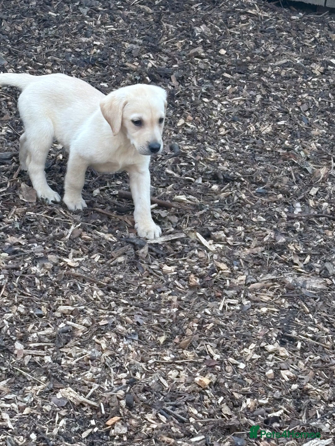 Labrador Retriever dogs for sale:  labrador retriever pups - Image 39