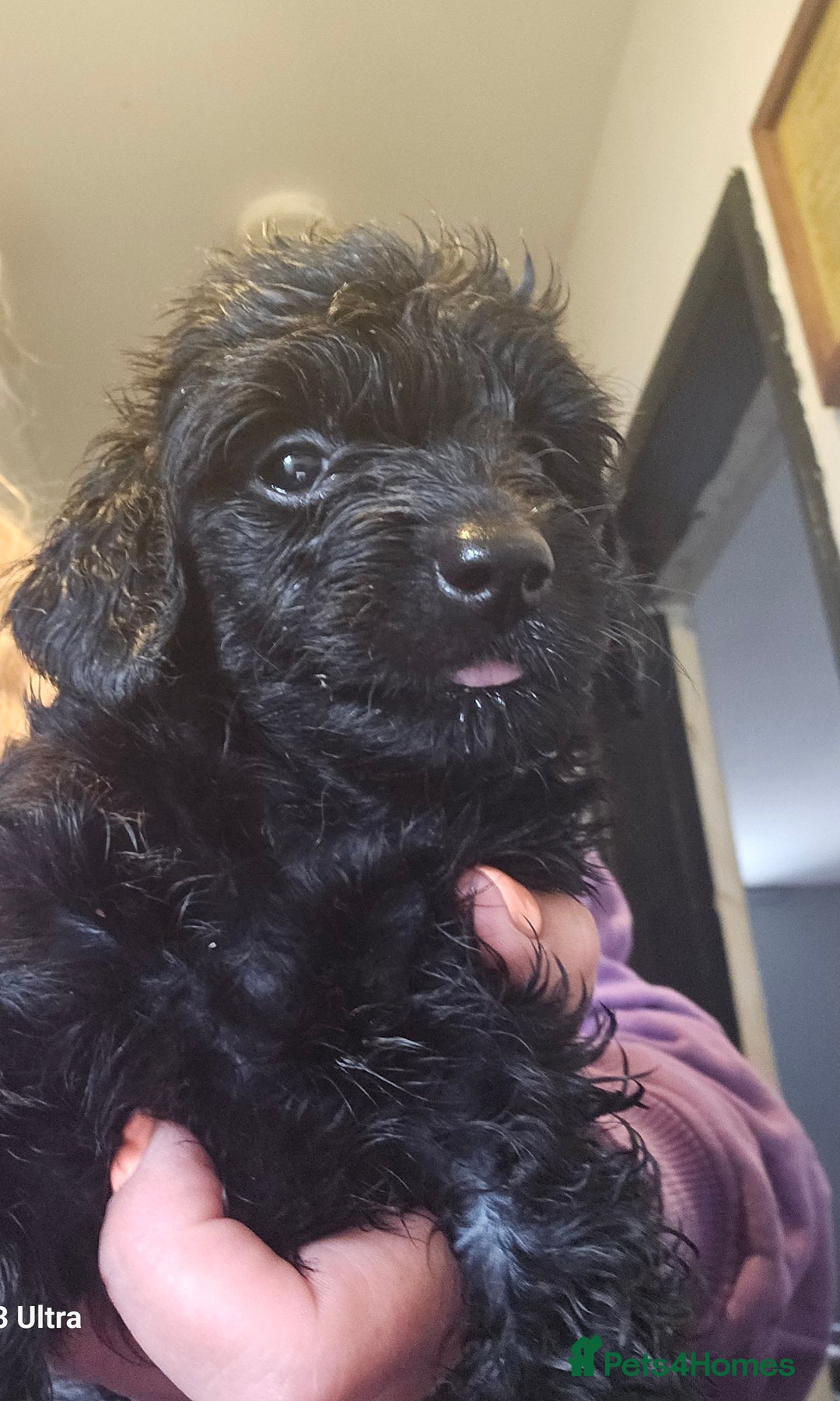Doxiepoo dogs for sale: Doxipoos puppies mega curly and suited  - Image 13