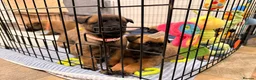 Belgian Shepherd Dog dogs for sale: Beautiful KC Registered Belgian Malinois Puppies - Advert 16