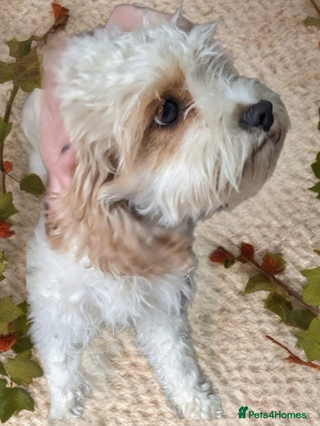 Cavapoo dogs for sale: Red/Brown Cavapoo - Advert 1