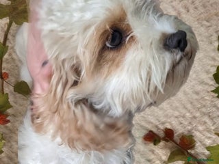 Cavapoo dogs Red/Brown Cavapoo - Advert 5