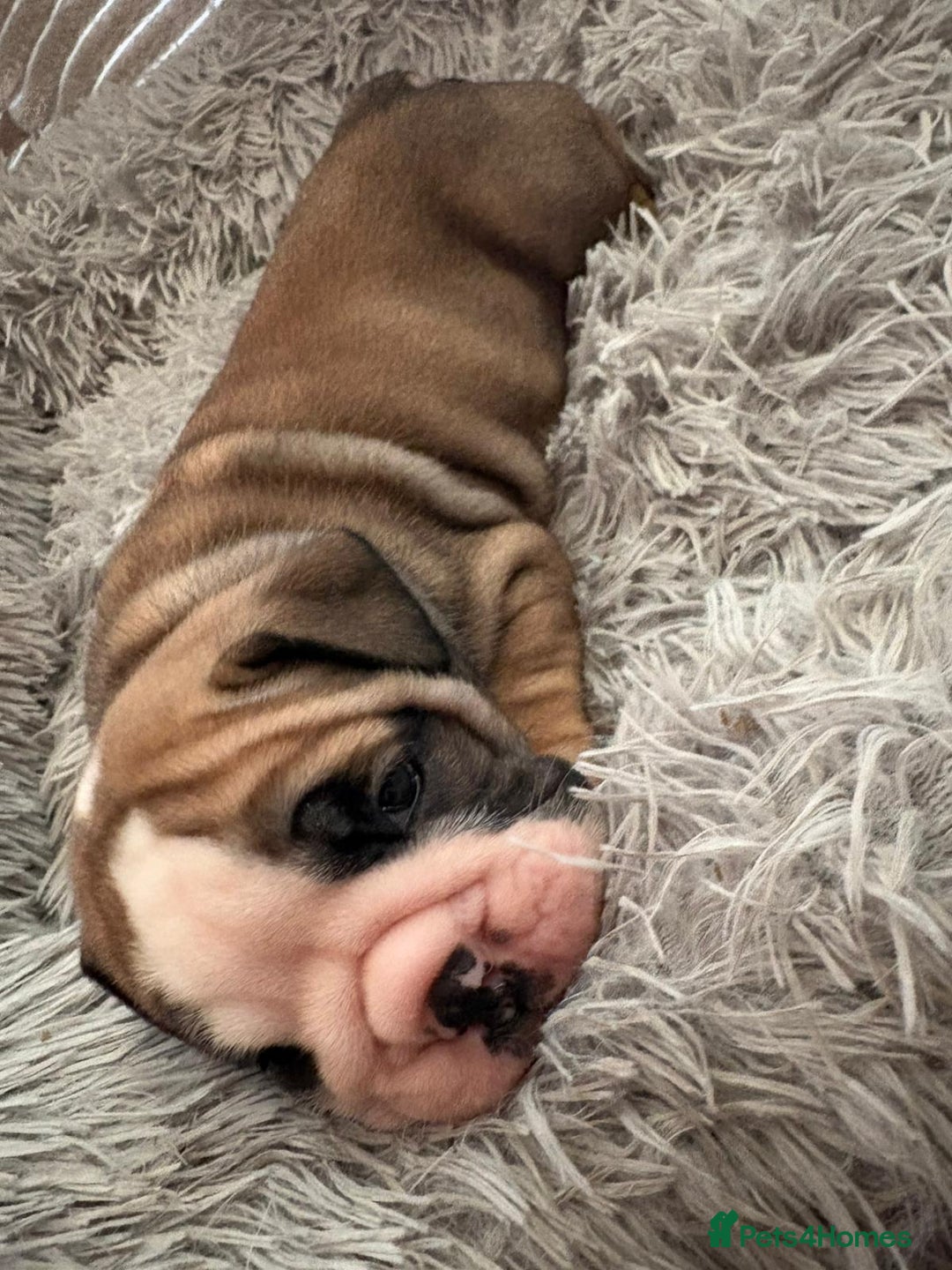 English Bulldog dogs for sale: Kc stunning English bulldog puppies - Advert 5