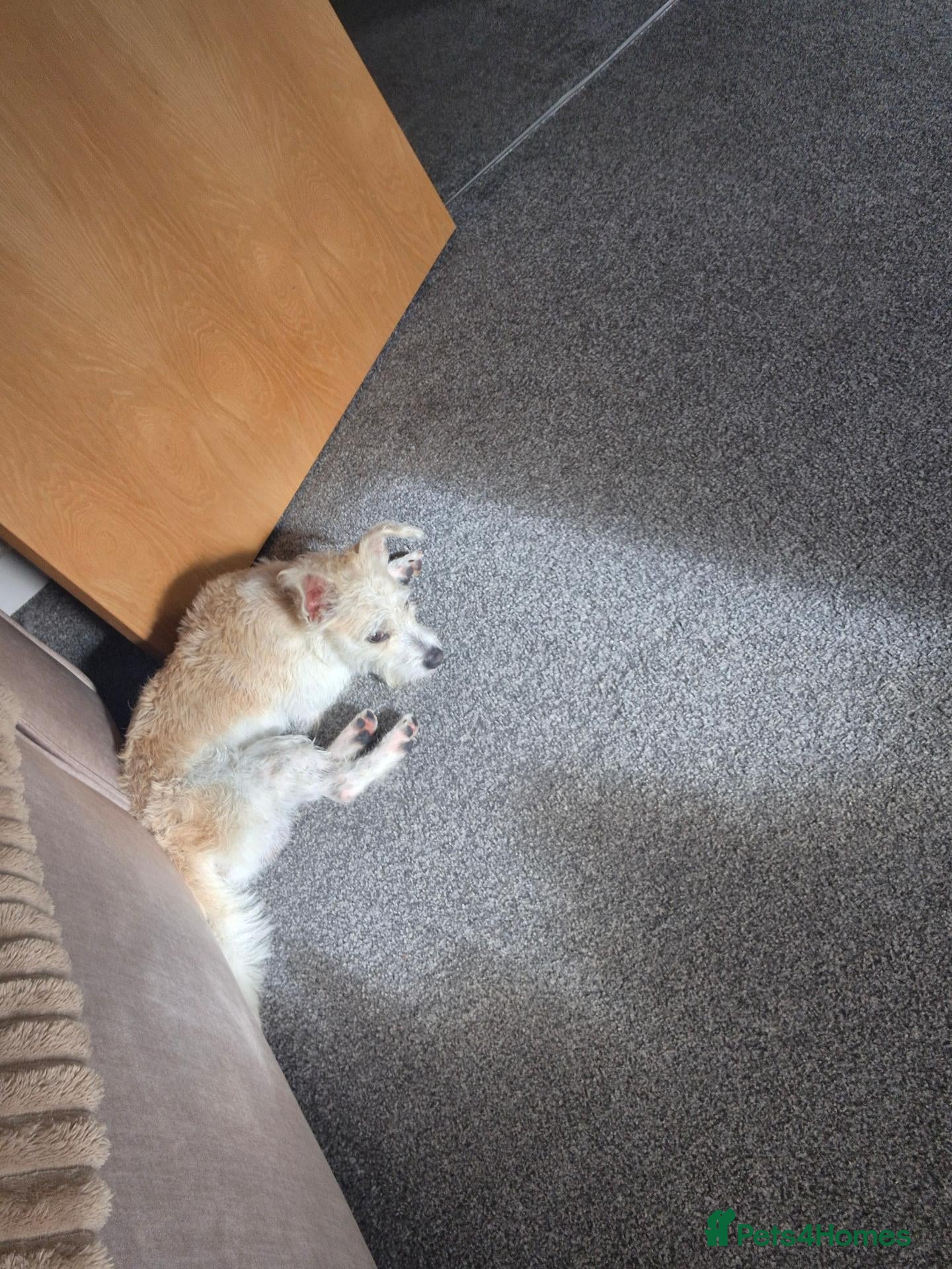 Mixed Breed dogs for sale: Westie terrier x border terrier  - Advert 9